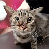 Adopta a Quasi