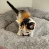 Adopta a Mara