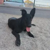 Adopta a Bandi