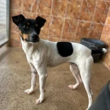 Adopta a Pincho, Perrito Pequeño Adopción  Tlf 645978718