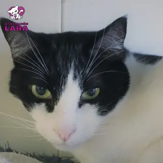 Pitt