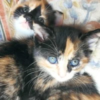 Adopta a Gatit@S Camada 2 Meses