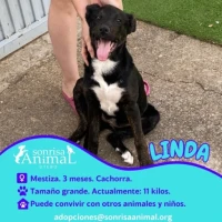 Adopta a Linda