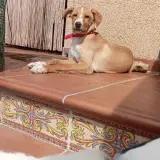 Adopta a Pongo