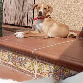 Pongo