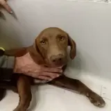 Adopta a Chof