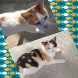 Adopta a Sissi y Tristolino