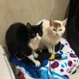 Adopta a Sauron Y Blanquito L