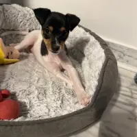 Adopta a Milo , Cachorro Pequeño Tlf 645978718