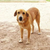 Adopta a Red