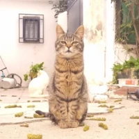 Adopta a Manolito Cat