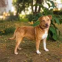 Adopta a Canela