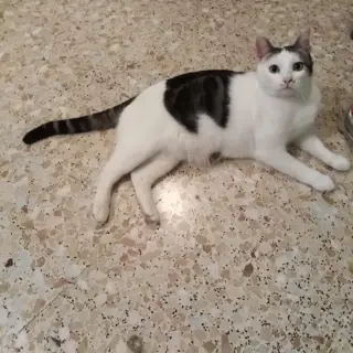 Cuqui