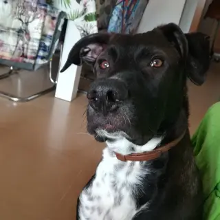 Pancho