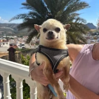 Adopta a Valentin, Chihuahua