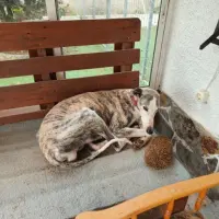Adopta a Curro