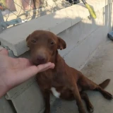 Adopta a Clara, Perrita Joven Y De Tamaño Pequeño