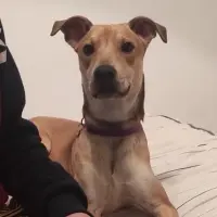Adopta a Bruno