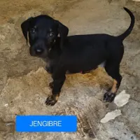 Adopta a Jengibre