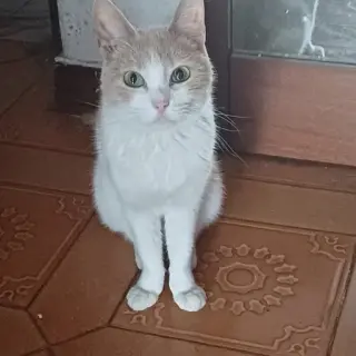 Miski