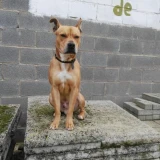 Adopta a Bowie