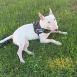 Adopta a Truffi