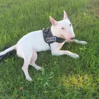 Adopta a Truffi