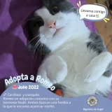 Adopta a Romeo