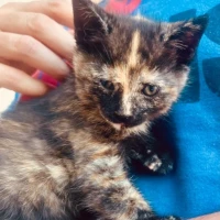 Adopta a Noa