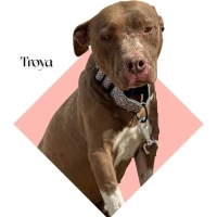 Adopta a Troya