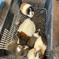 Adopta a Cobayas Hembras