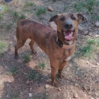 Adopta a Jack