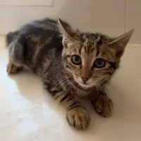 Adopta a Lila