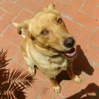 Adopta a Brad