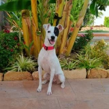 Adopta a Pelusa