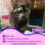 Adopta a Carey