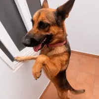 Adopta a Enzo