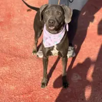 Adopta a Chelsea