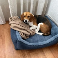 Adopta a Marea