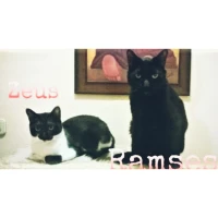 Adopta a Zeus y Ramses