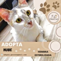 Adopta a Nube