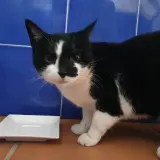 Adopta a Noah