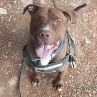 Adopta a Alex