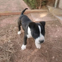 Adopta a Maggie
