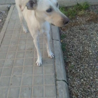 Adopta a Max