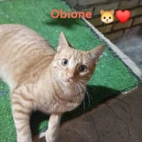 Adopta a Obione