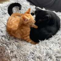 Adopta a Suki Y Garield