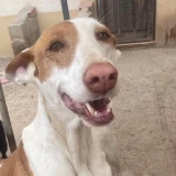 Adopta a Prim