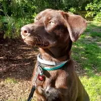 Adopta a Nora