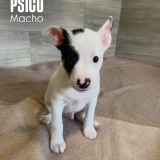 Adopta a Psico